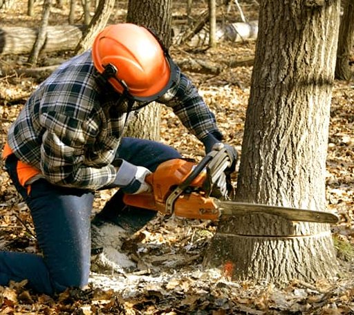 Tree Removal in Charlemont, MA
